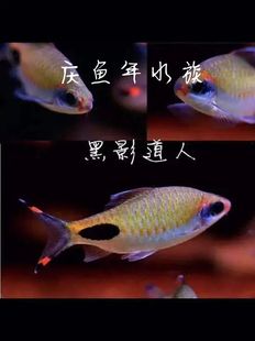 只发新疆黑影道人鱼水族原生冷水群游中小观赏鱼灯科鱼中高端鱼