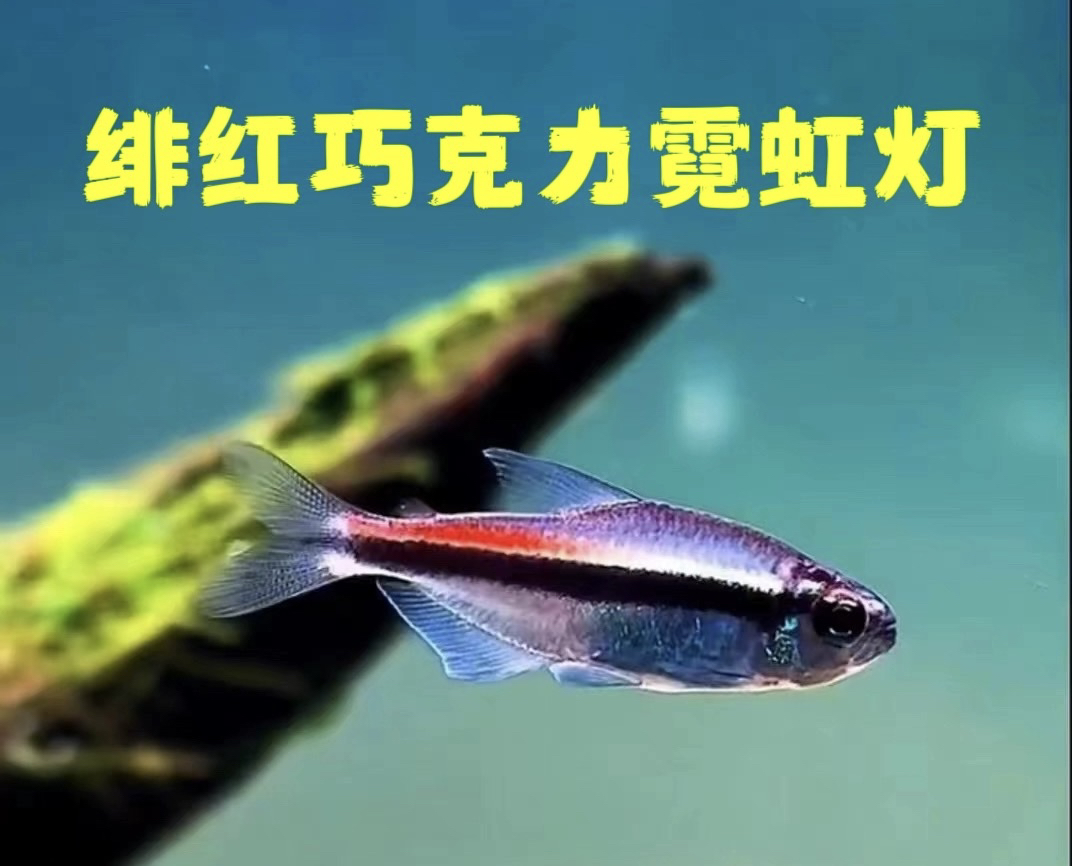 活体只发新疆绯红巧克力霓虹灯科鱼南美高端灯草缸活体热带观赏鱼