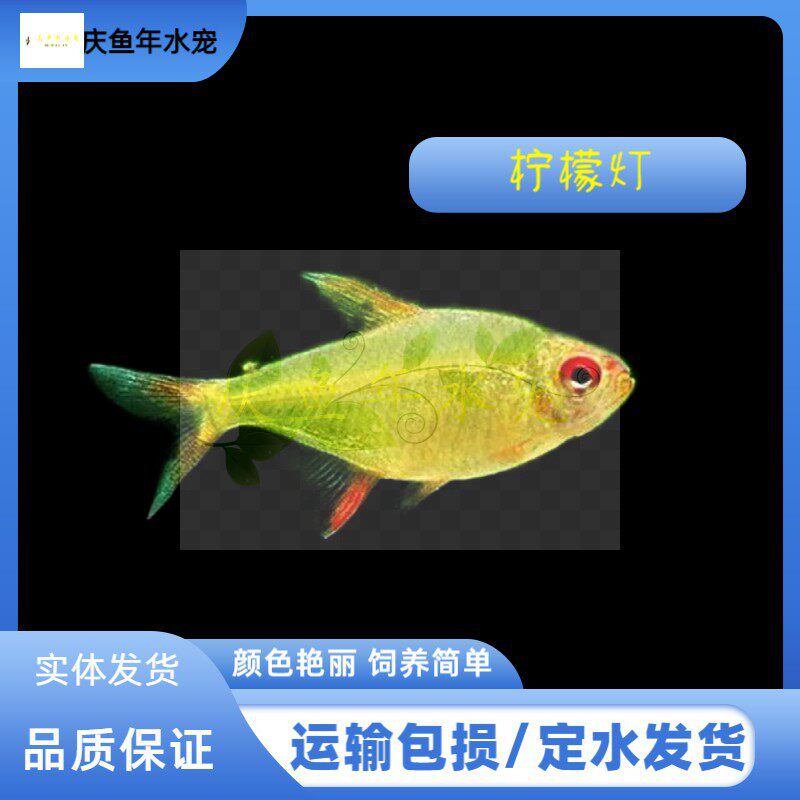 只发新疆柠檬灯鱼超级柠檬群游鱼小型热带鱼观赏鱼淡水活体鱼草缸