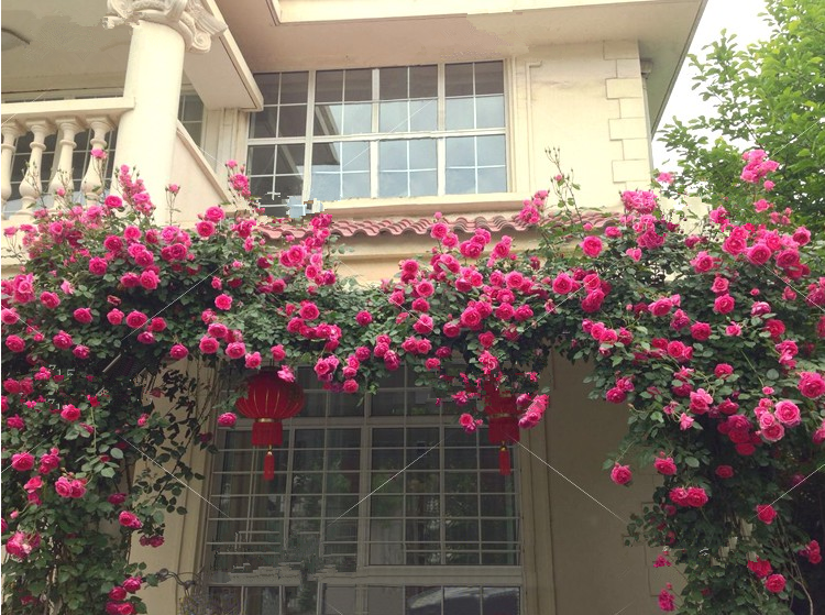 月季种植与养护(新手必看!