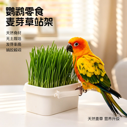 可挂麦芽草站架鹦鹉食用草盒啃咬鹦鹉草饲料水培种子虎皮玄凤零食