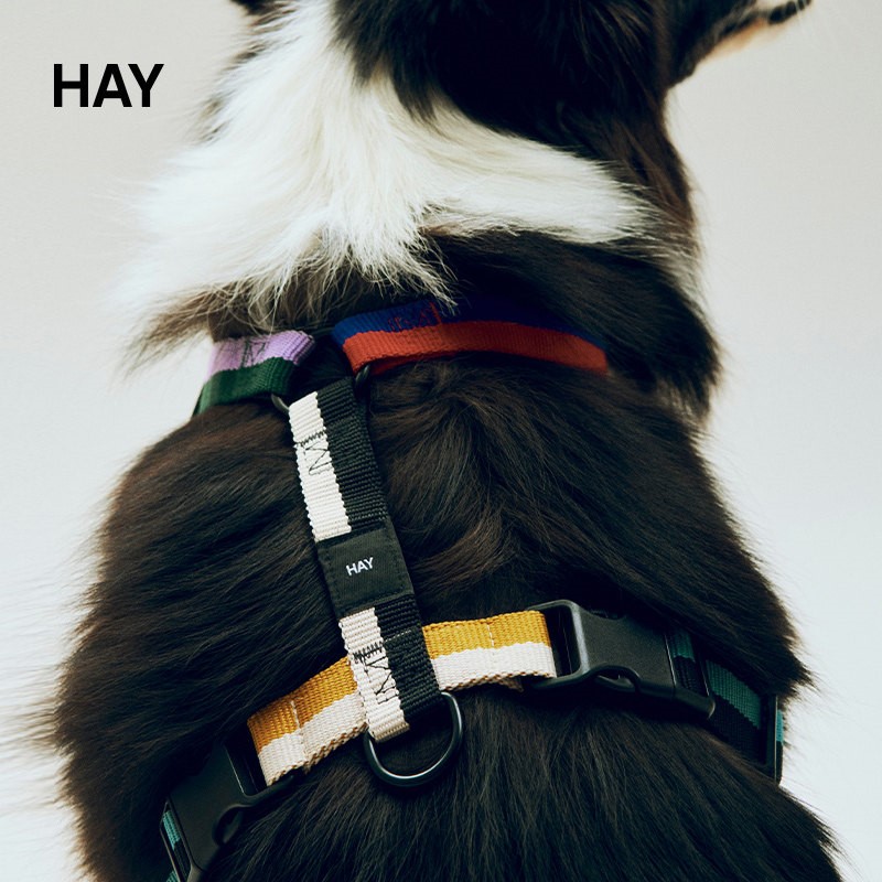 HAYDogsHarness胸背带宠物