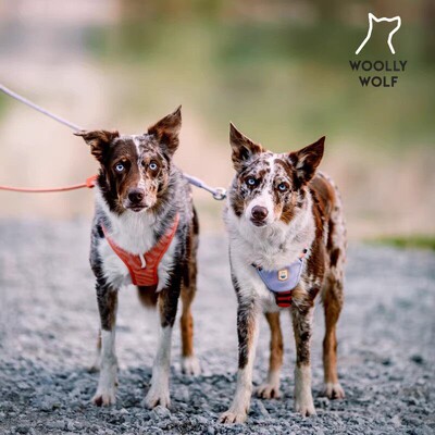 WoollyWolf狗狗快穿胸背带防勒磨