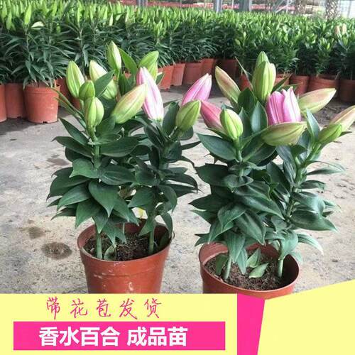 花卉百合价格 多少钱