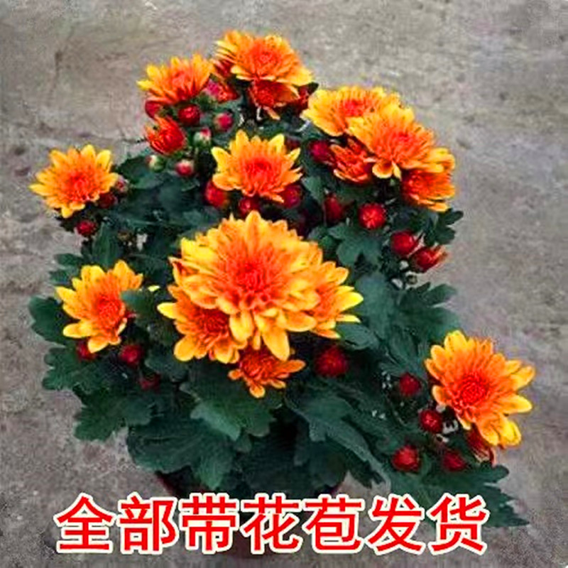 绿植荷兰耐寒易活盆栽阳台菊花苗