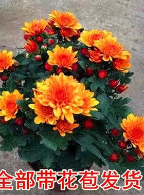 带花发货荷兰盆栽菊花苗耐寒易活四季养开大花盆栽室内外阳台绿植
