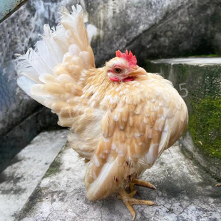 塞拉玛进口宠物鸡种蛋小玲珑微型观赏鸡受精蛋一枚装 纯种容易孵化