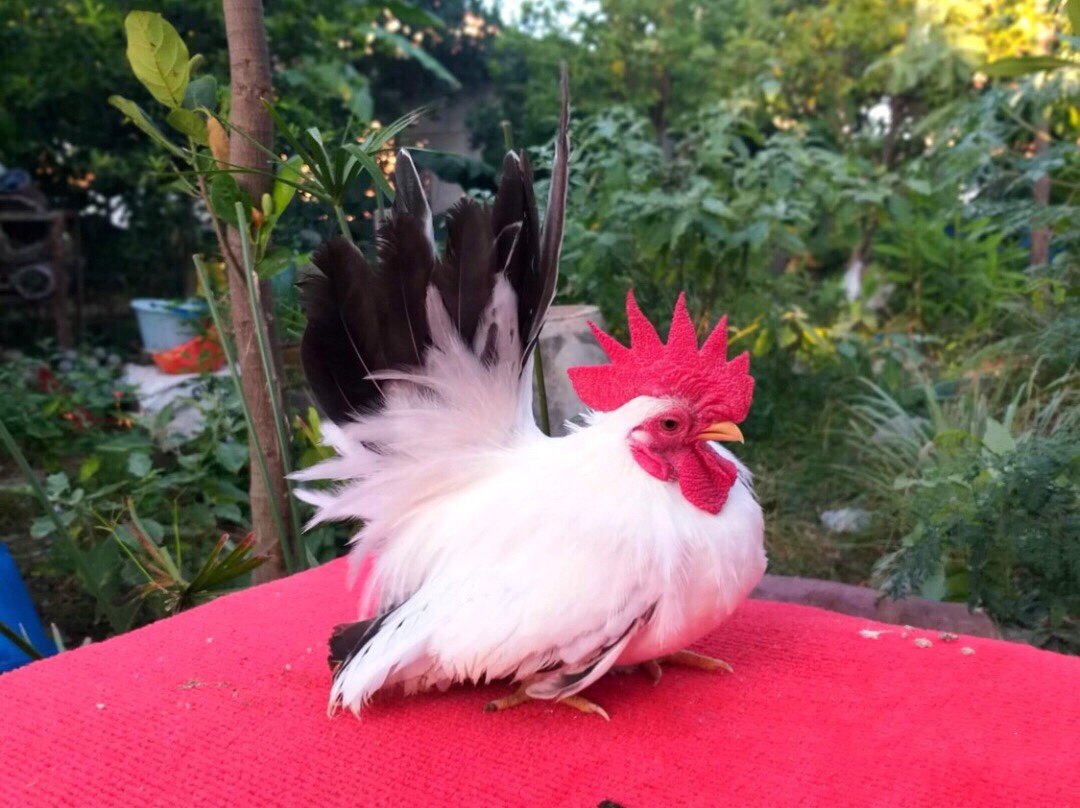 白桂矮脚鸡种蛋进口一代白桂宠物鸡受精蛋可孵化受精卵包对版鸡苗