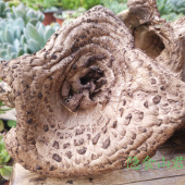 野生菌干货100g 云南特产 正宗野生黑虎掌菌 特级干货