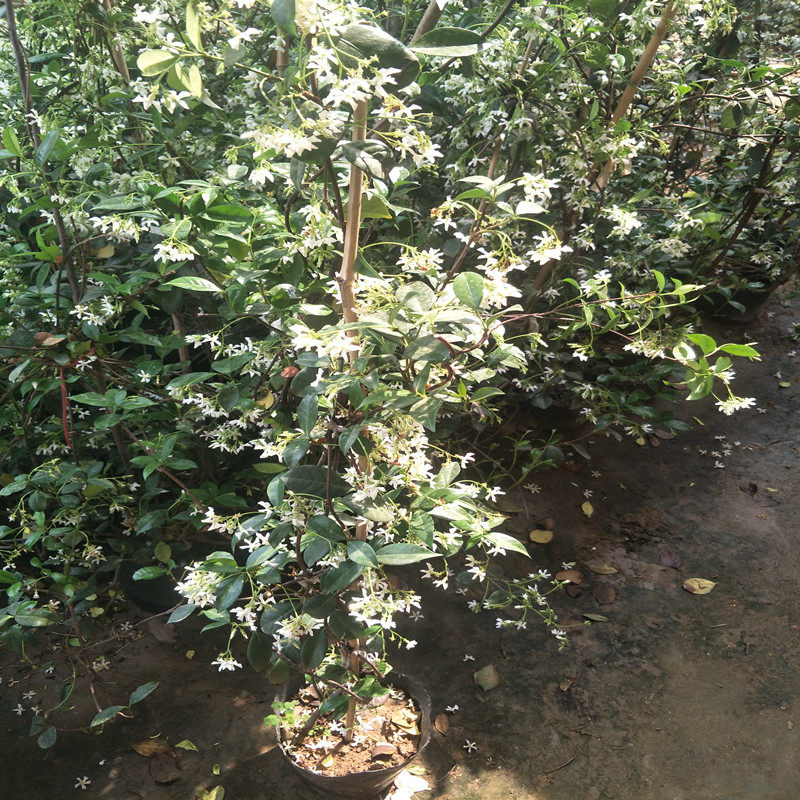四季不落叶爬藤植物络石藤大苗攀爬盆栽金银丝风车茉莉花苗浓芳香