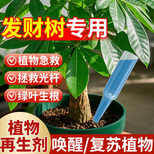 发财树植物再生剂浓缩营养液复活液肥盆栽肥料专用防黄叶枯叶烂根