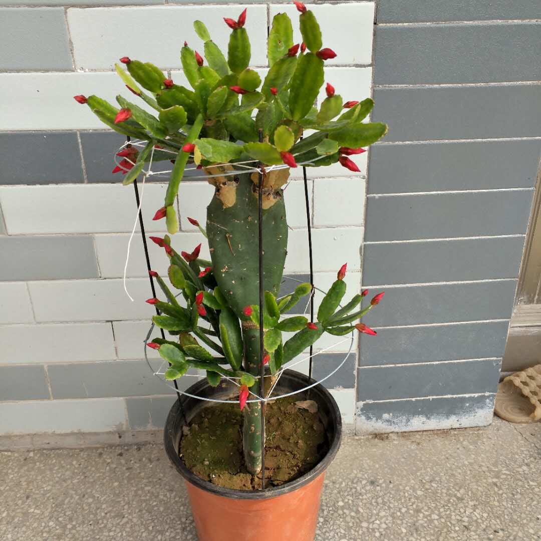 多肉植物蟹爪兰苗带根蟹抓兰仙人掌嫁接令箭荷花室内绿植花卉盆栽