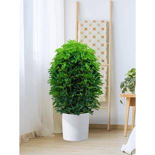 大型鸭脚木招财鸭掌木吸尼古丁会议室绿植花卉盆栽室内办公室