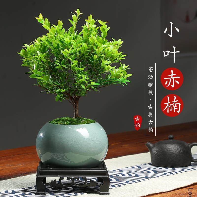 正宗小叶赤楠金丝楠盆栽树苗室内办公室绿植小叶紫檀盆景桌面