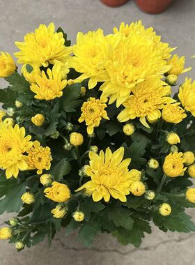 清明节黄白菊龙爪菊菊花盆栽耐热盆栽高端好养菊花盆栽四季花带
