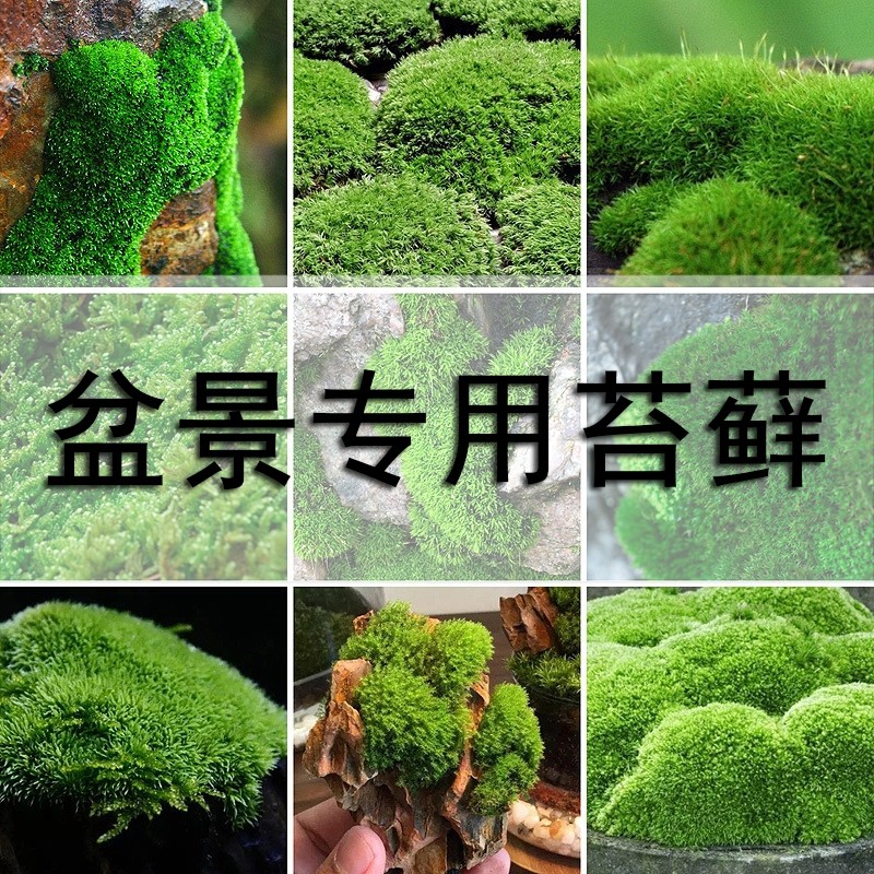 鲜活微景观植物盆景专用苔藓盆栽水陆缸假山草造景白发藓短绒青苔
