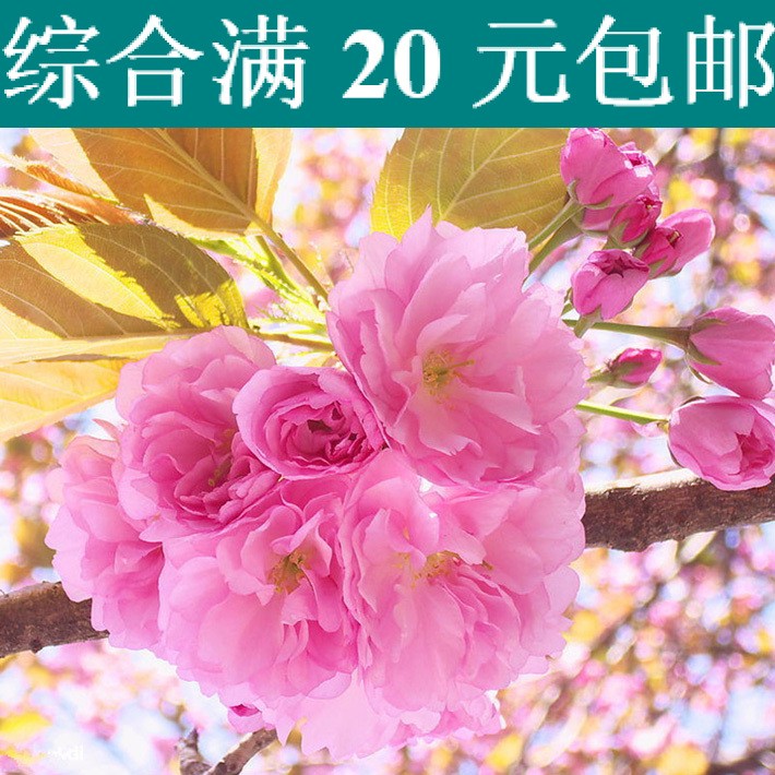 南北方种植樱花树苗庭院种植可室
