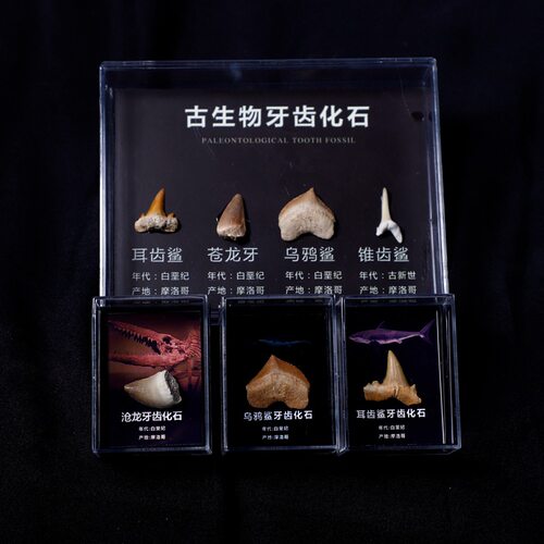 古生物牙齿化石标本套盒鲨鱼牙齿化石沧龙牙齿化石科普教学标本