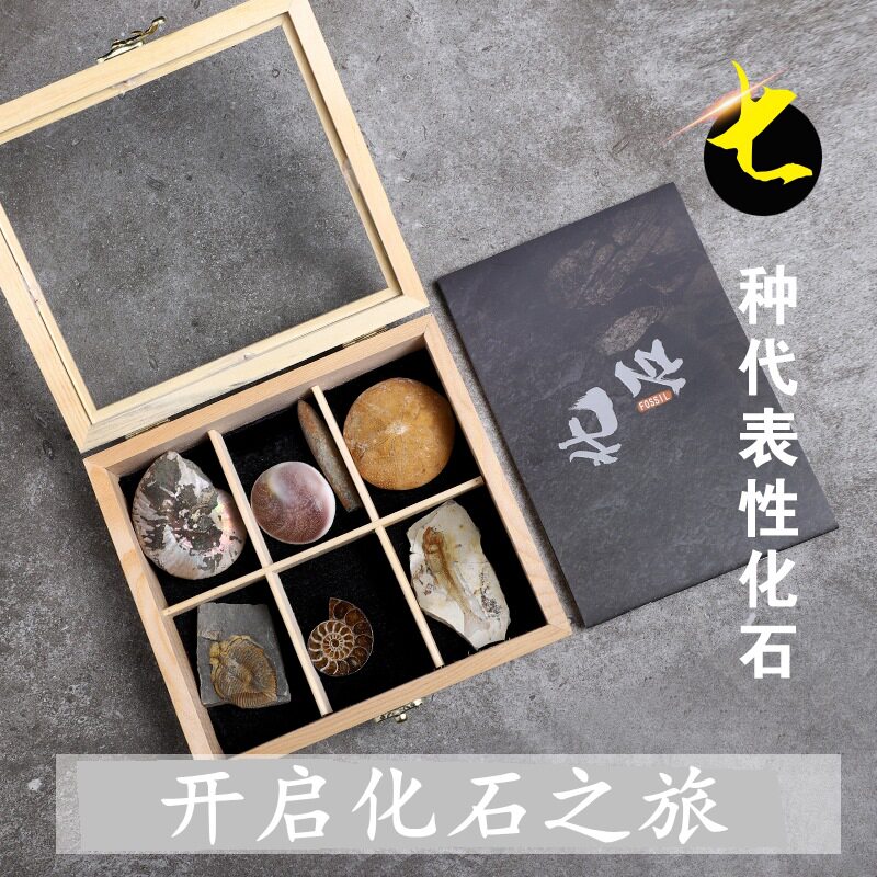 古生物化石三叶虫狼鳍鱼植物昆虫化石琥珀原石奇石摆件石头礼品