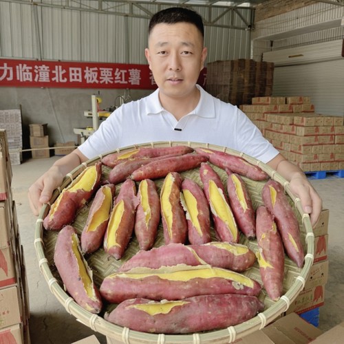 新鲜番薯陕西临潼红薯产地直销