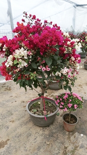 老庄多色三角梅，盆栽，地栽庭院都可以养，四季开花