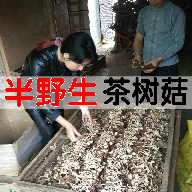 19年广昌茶树菇干货江西特产自产古田特级不开伞天然半野生一斤|msdalam kategori beras/Utara-Selatan barangan kering/perasa, Utara-Selatan barangan kering/daging Kering, kering/Native, kelas cendawan - dari Buy2taobao.com untuk memberikan perkhidmatan ejen Taobao profesional membeli