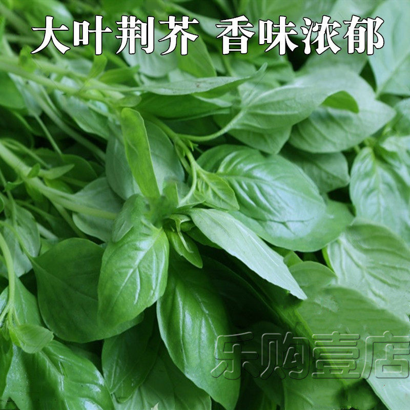 农家荆芥蔬菜种子柠檬罗勒种子