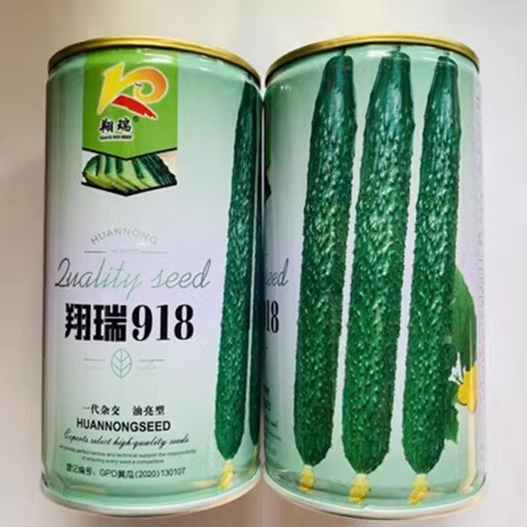 油亮水果黄瓜种子春秋蔬菜籽种四季绿瓤旱黄瓜种籽苗盆栽黄瓜种孑