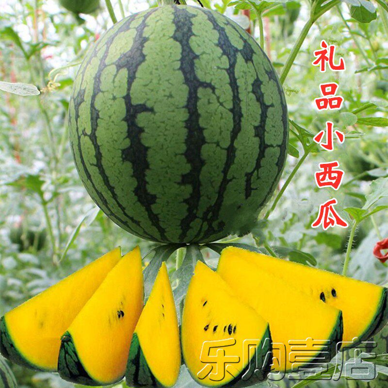 高产超甜早熟西瓜种子黄壤黄肉小西瓜无籽冰糖麒麟王8424西瓜种孑 - 实物图
