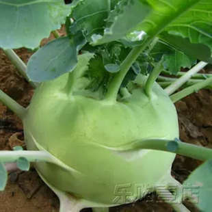 春秋青天津青苤兰种子紫苤蓝高产蔬莱大田蔬菜种籽孑莱芥兰头芥蓝