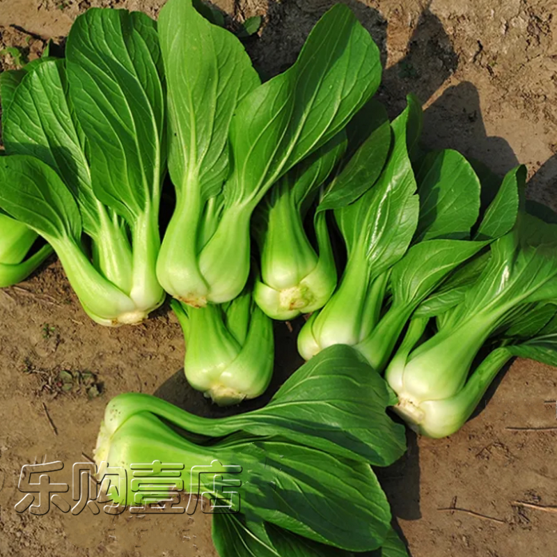 黑叶矮脚苏州青种子四季油菜上海青青梗小白青菜鸡毛菜蔬菜种籽孑