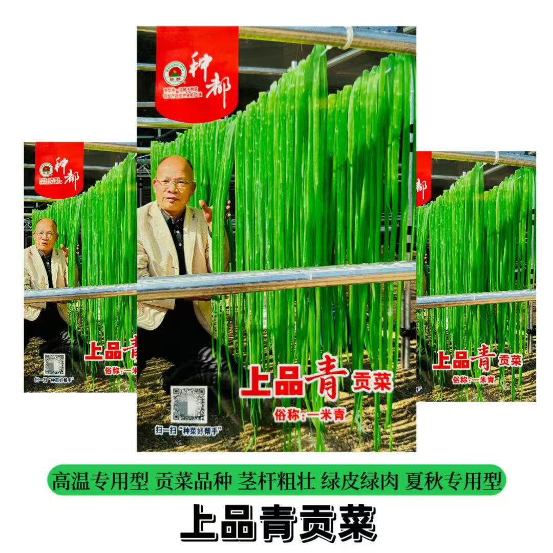 贡菜种籽苔干响菜种子莴苣种子口感脆爽蔬菜种子耐热耐湿夏秋季播