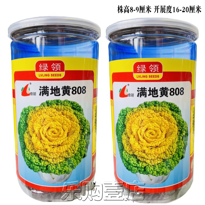 乌金菊花芯黄心菜秋冬四季播牡丹