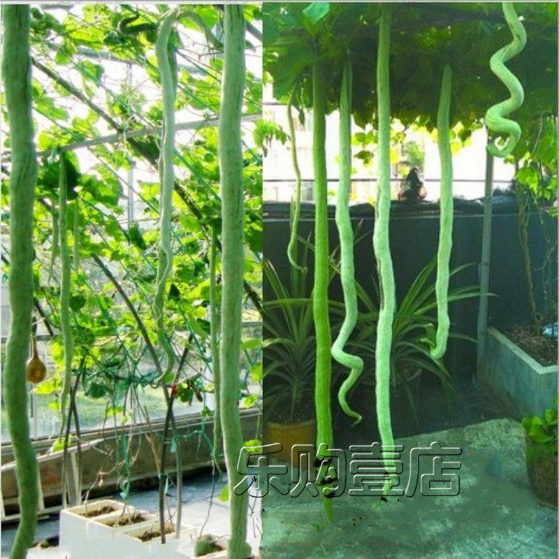 四季爬藤长豆角种孑阳台蔬菜籽