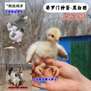 婆罗门受精种蛋高受精农场直发黑白羽观赏巨型母鸡抱窝孵小鸡包邮