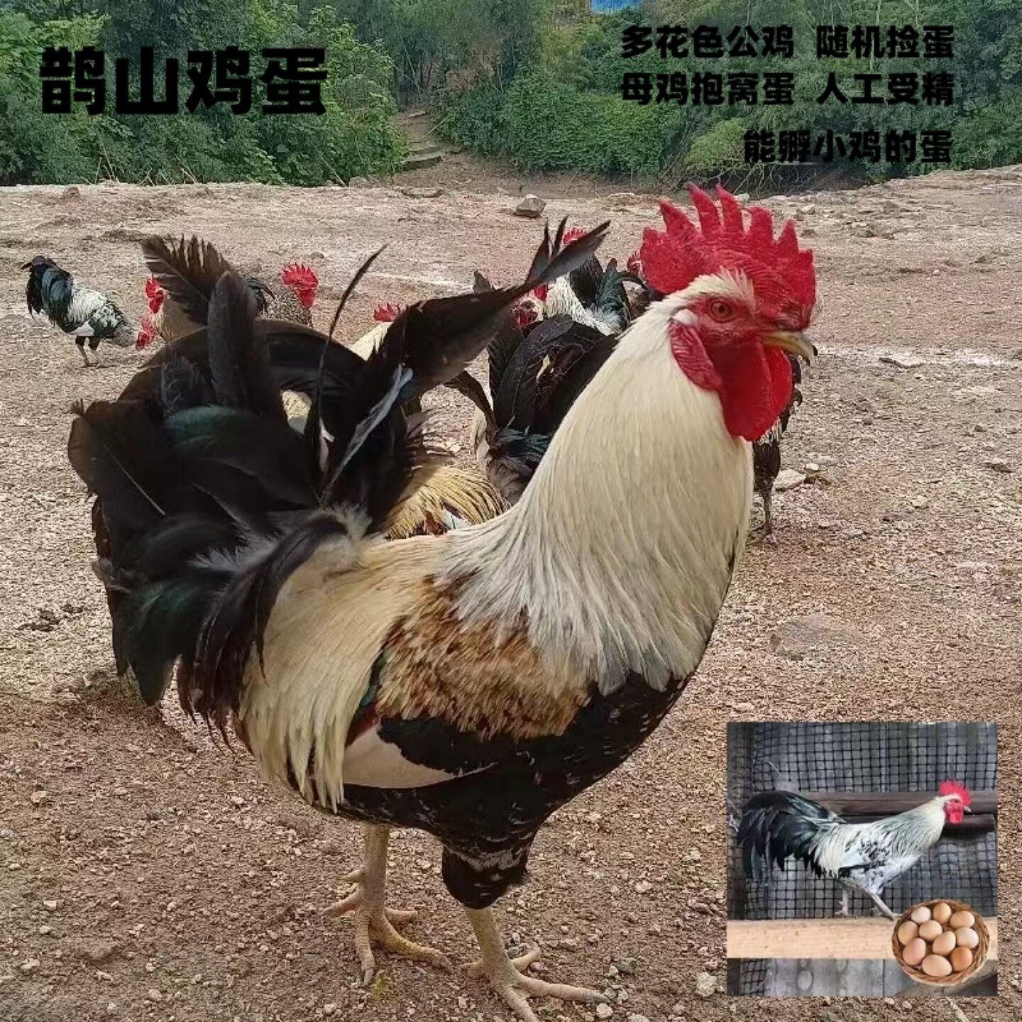 鹊山鸡蛋能孵小鸡母鸡抱窝农场发
