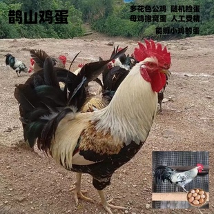 鹊山鸡蛋人工受精母鸡孵蛋能孵小鸡农场新鲜捡蛋发货高受精多花色