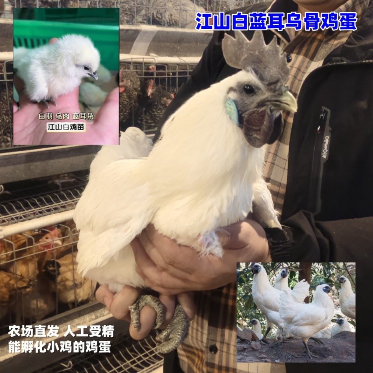 白羽黑皮乌骨鸡种蛋江山白蓝耳
