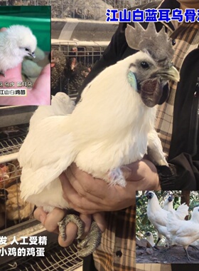 白羽黑皮乌骨鸡种蛋江山白蓝耳乌骨受精蛋孵小鸡农场新鲜捡蛋发货