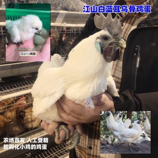 白羽黑皮乌骨鸡种蛋江山白蓝耳乌骨受精蛋孵小鸡农场新鲜捡蛋发货