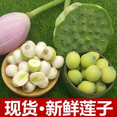 莲蓬现摘新鲜莲子米莲蓬现剥带壳孕妇可食用生吃应季水果莲蓬蔬菜