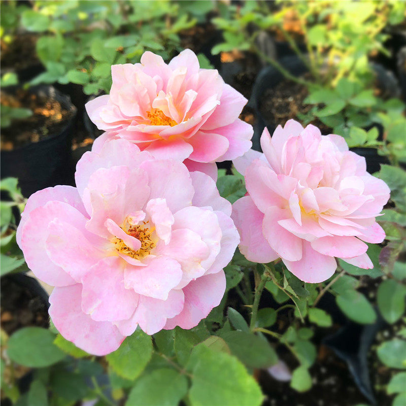 遥远鼓声月季花苗藤本花卉玫瑰图片