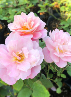 遥远鼓声月季花苗藤本花卉玫瑰