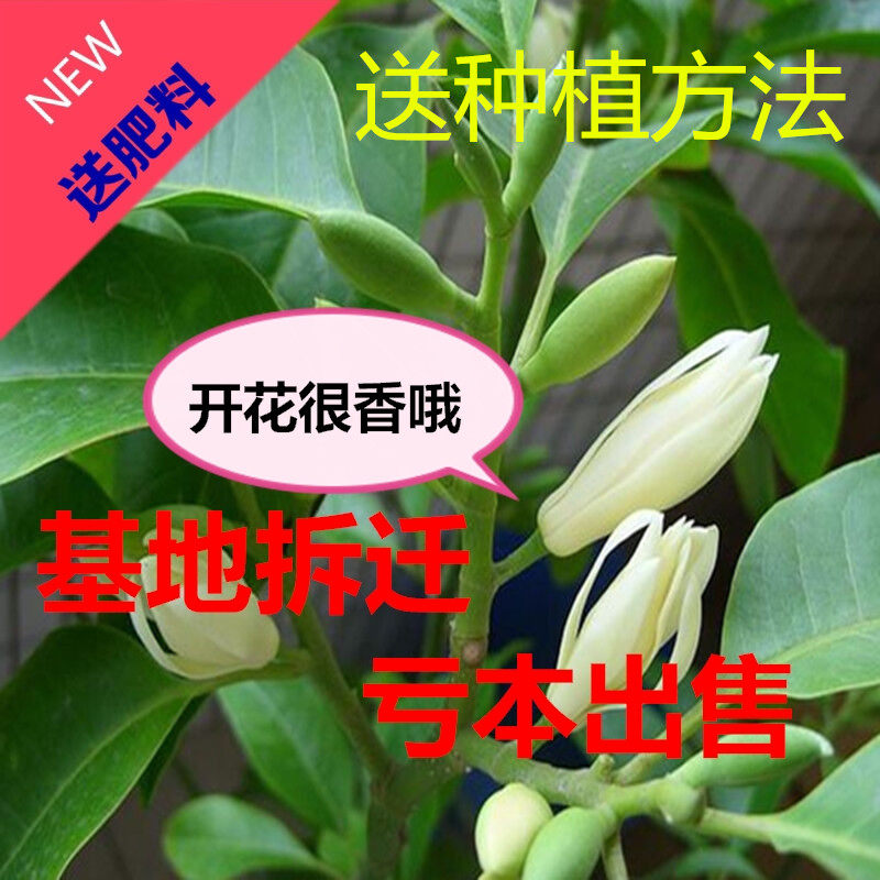 白兰花盆栽浓香室内大型绿植阳台嫁接办公室四季常青白玉兰花树苗