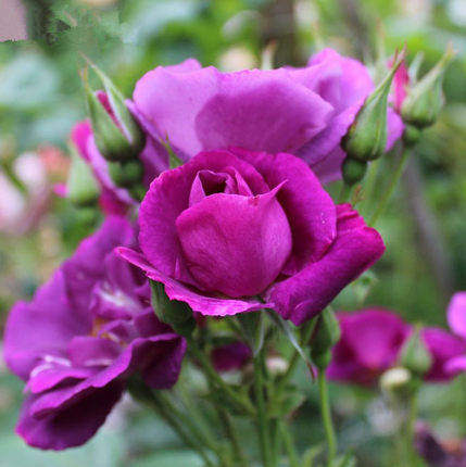 【蓝色狂想曲】灌木月季花苗藤本绿植玫瑰室内花卉盆栽观花植物