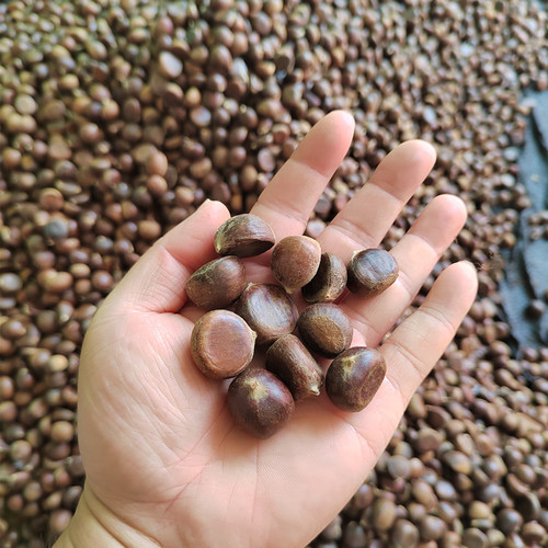 2025新鲜野山小板栗生新鲜小油栗珍珠栗生板栗小毛栗子野山栗小栗