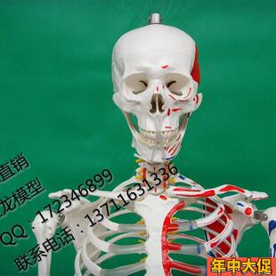 厂家直销 医学教学170CM人体骨骼标本模型 附肌肉起止点骨架模型