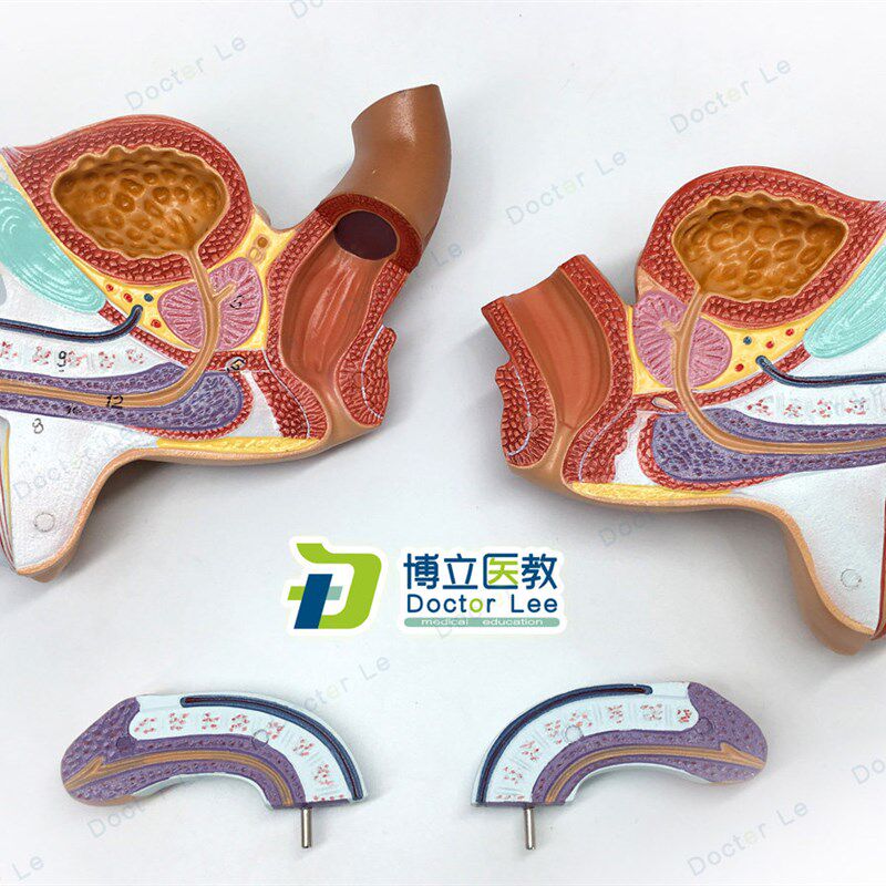 男性内外生e殖器泌尿模型男科模型睾丸解剖模型计生健康展示医教