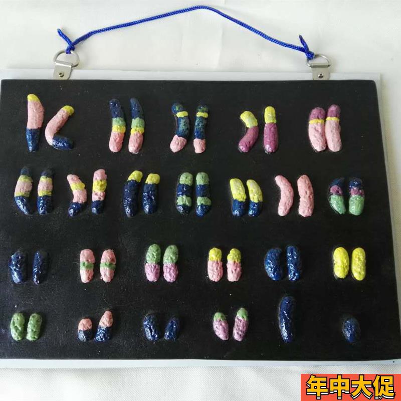 染色体解剖中学生物模型医学医用教具教学仪器实验器材厂家直销