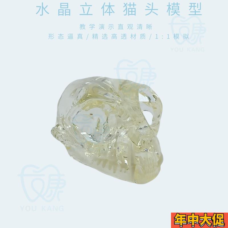 宠物牙齿模型透明狗牙猫牙口腔犬牙教学演示动物倒模具猫兽医包邮